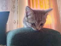 Отдам котят в заботливые руки.