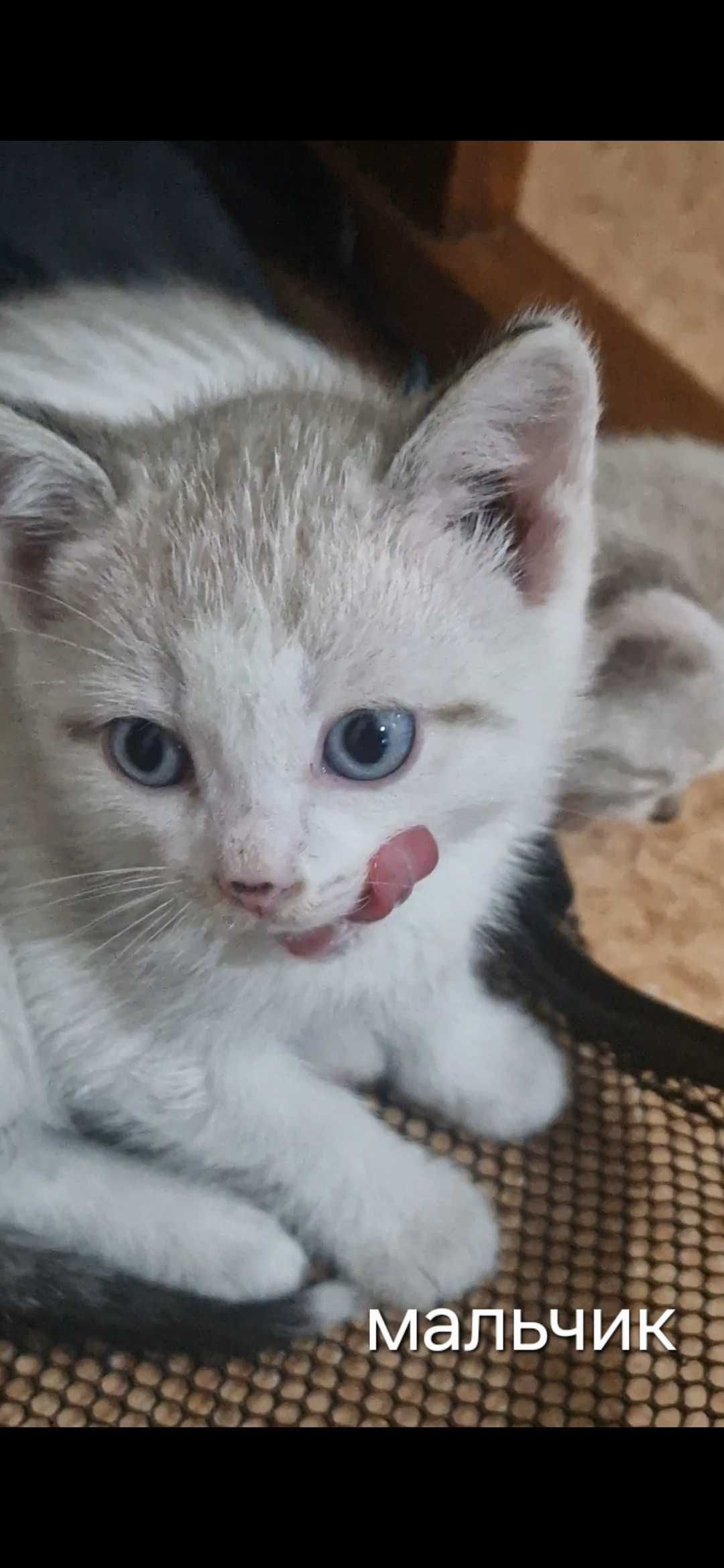 Котята  бесплатно