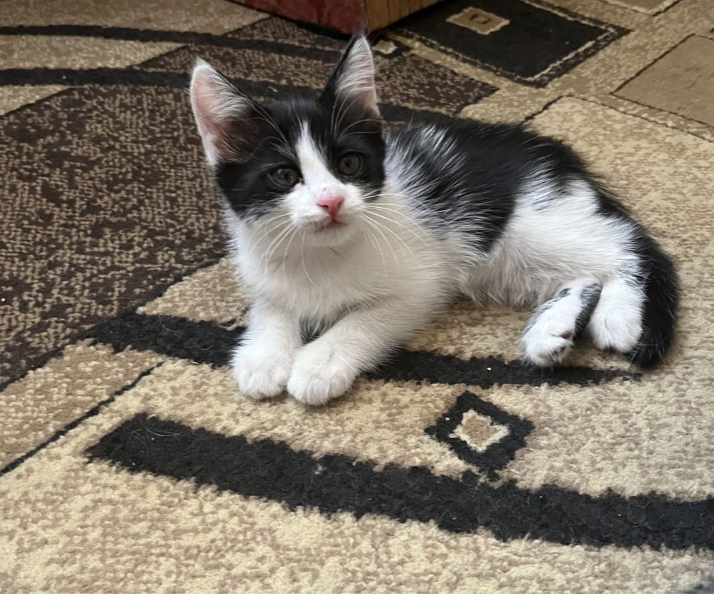 Котята бесплатно