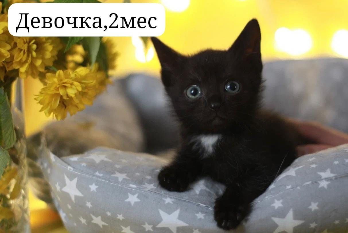 Котята бесплатно