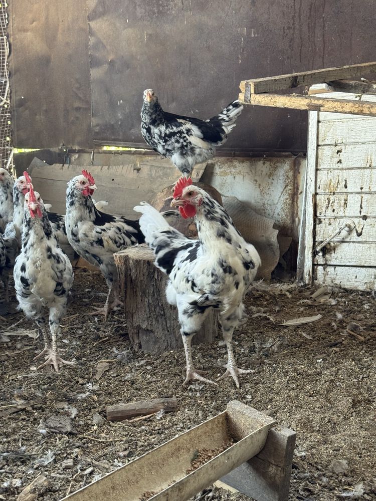 Продам петушков !