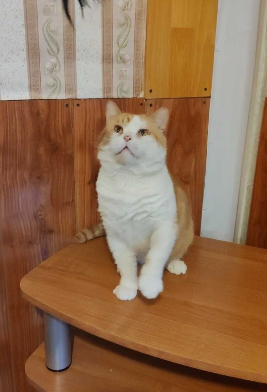 Обаятельный бело-рыжий котик ищет дом