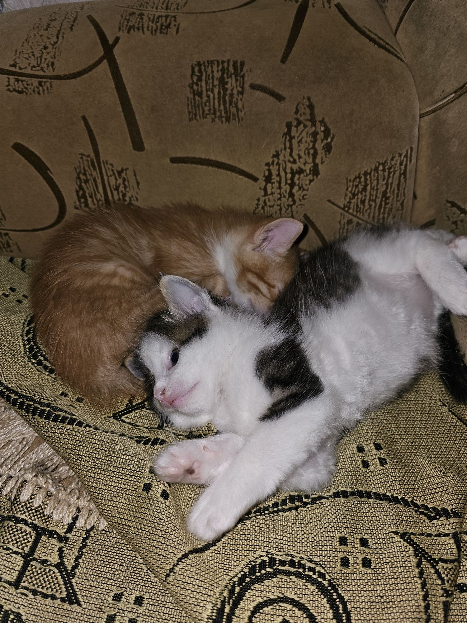 Отдам котят в надёжные руки