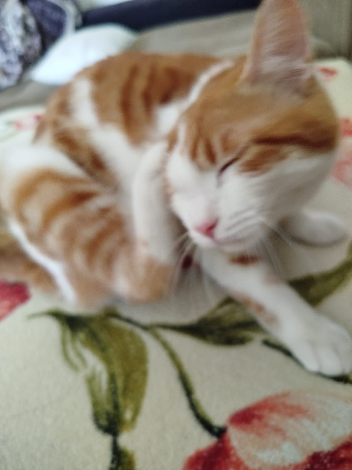 Отдам в добрые руки кота