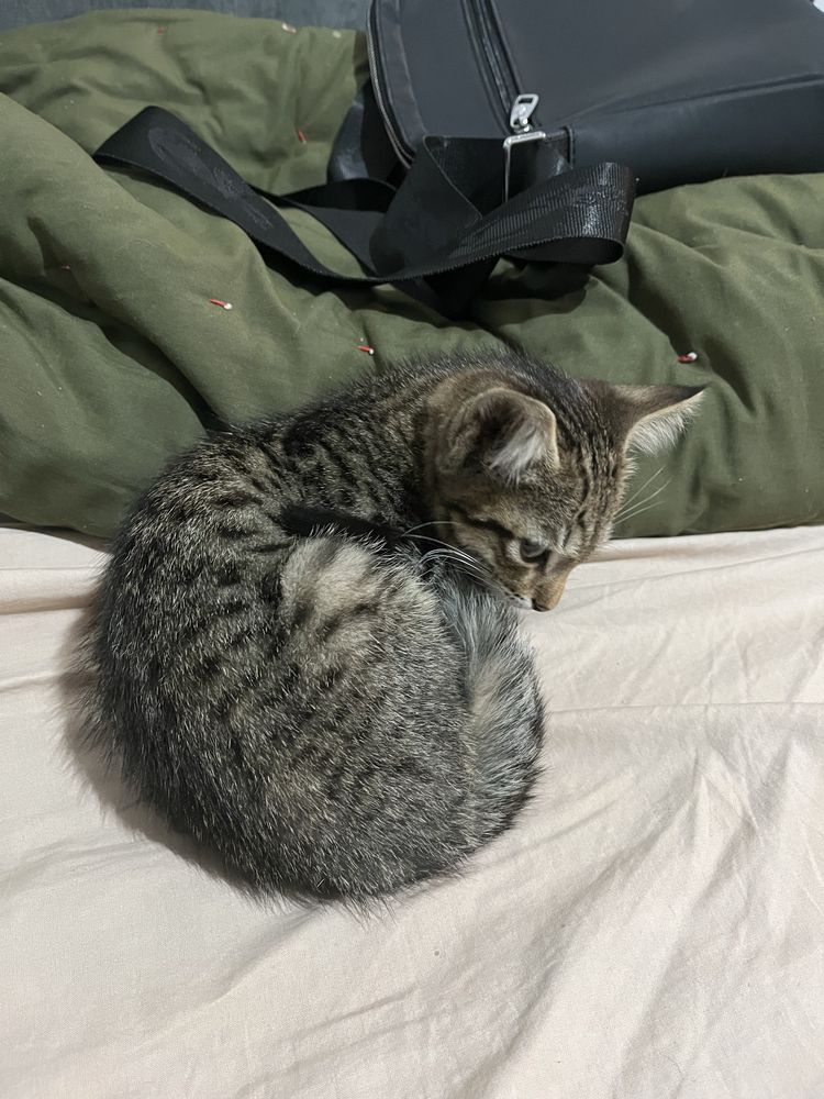 Котенок бесплатно
