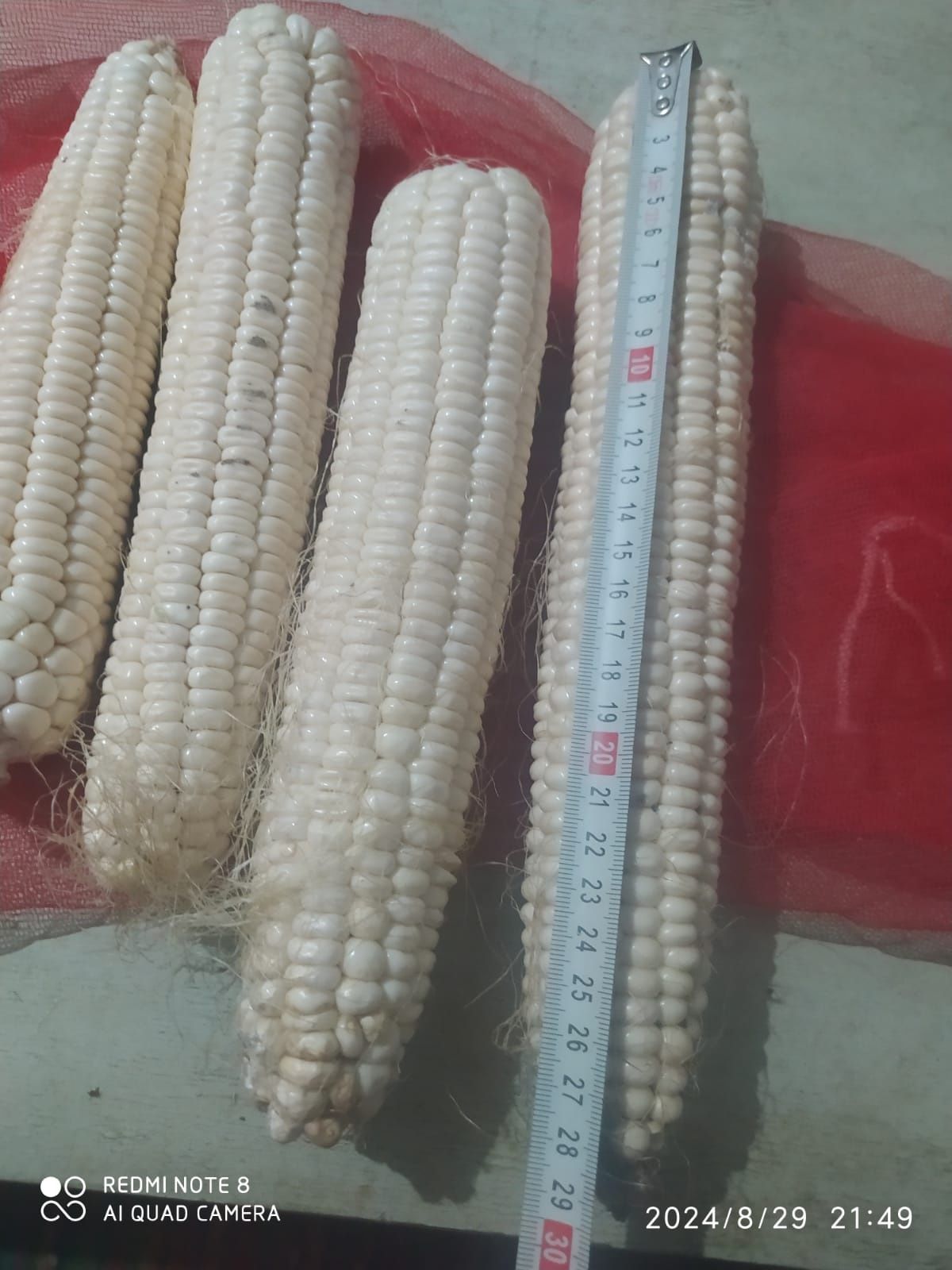 Продам белые советские семена кукурузы сладкая