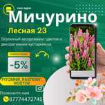 Цветы петуния, саженцы, деревья.