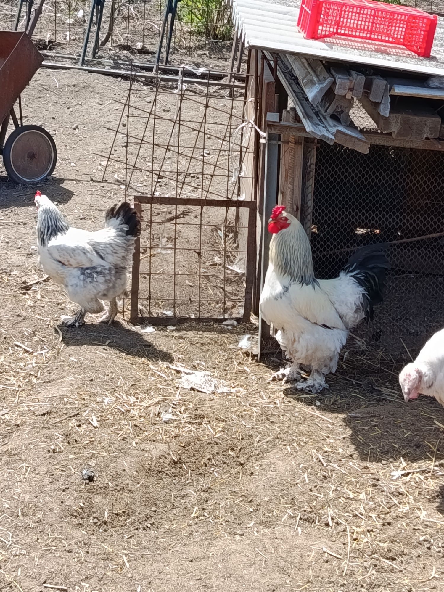 Продам курей и петуха!