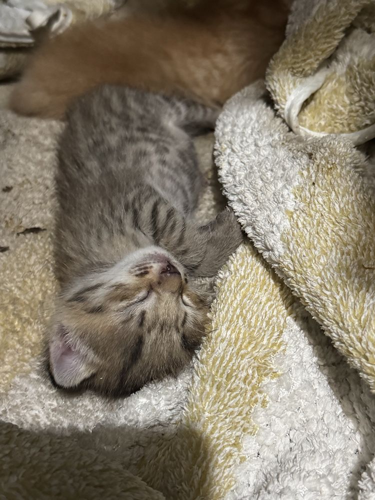 Отдам котят бесплатно