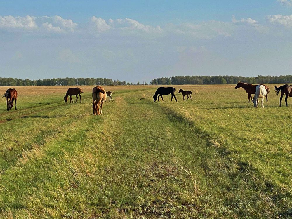 Продам кобыл лошадей с жеребятами