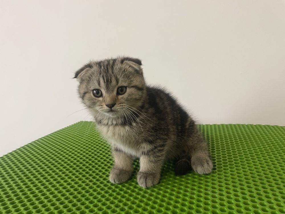 Отдам породистых котят в хорошие руки за символическую цену