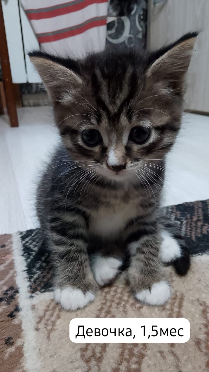 Котята бесплатно