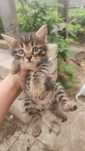 Отдам котят без породистых