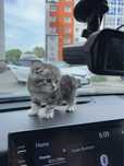 Котята шотландское