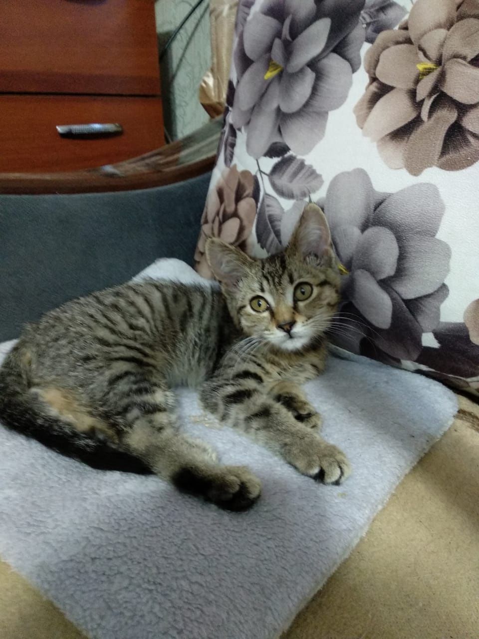 Котенок ищет любящую семью