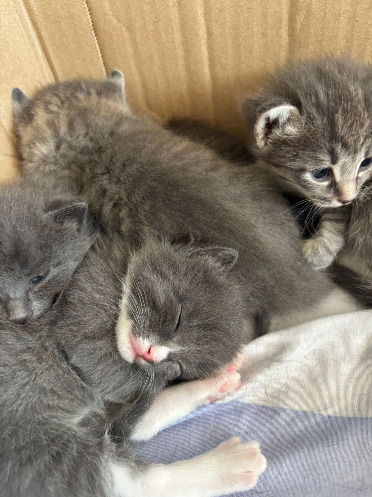 Отдам котят в добрые руки!!