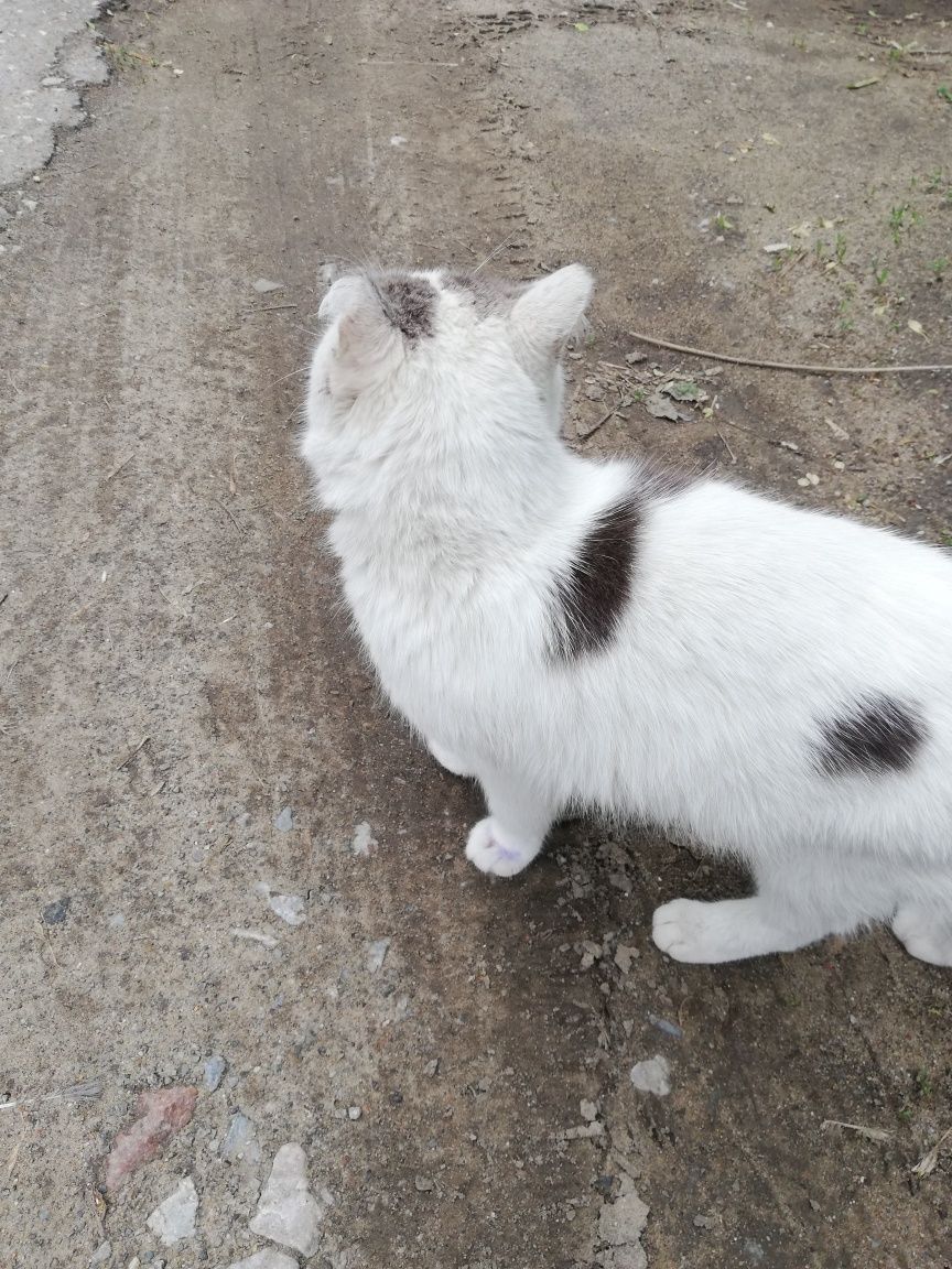 Котик в добрые руки