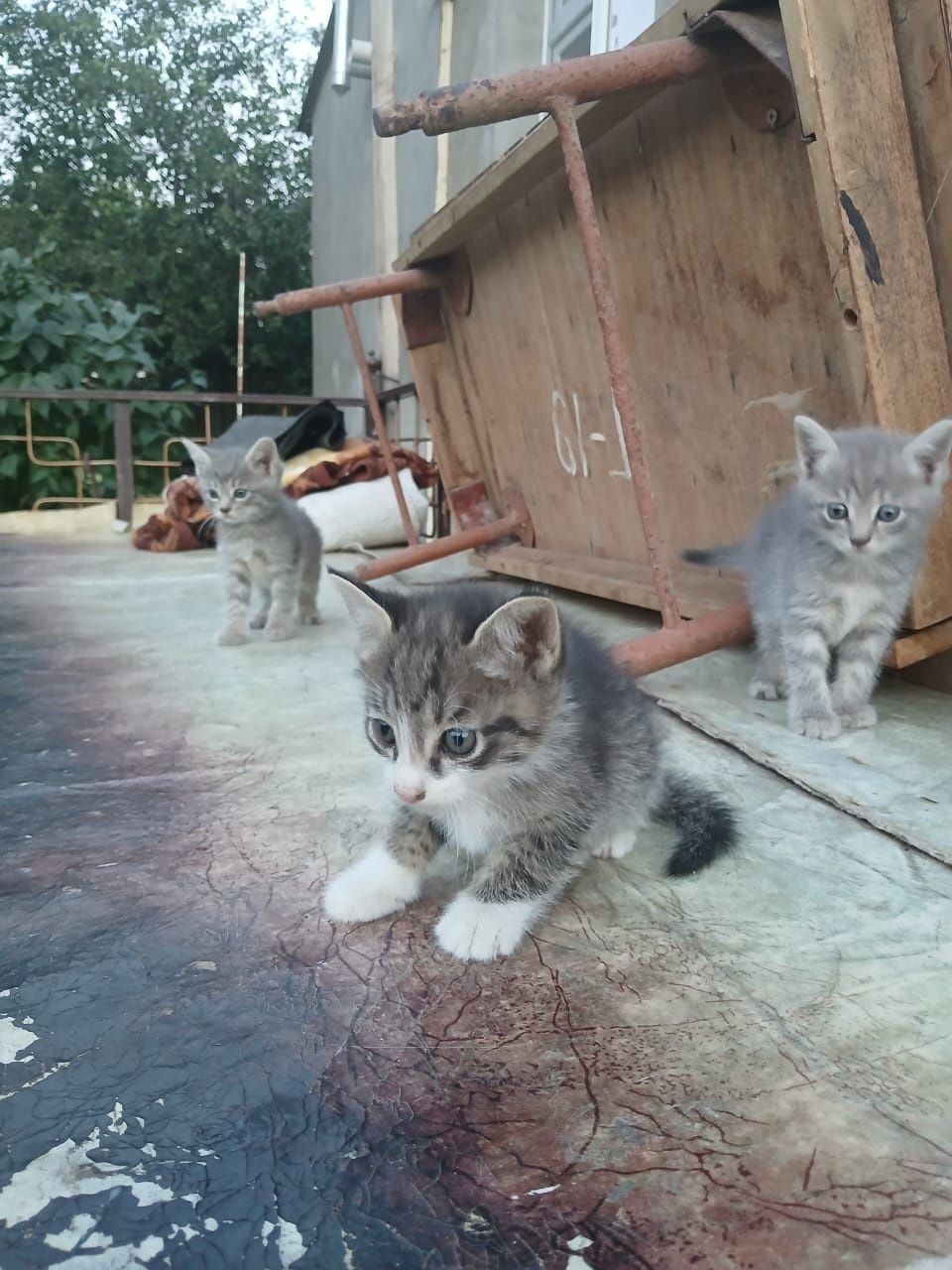 Продаются котята