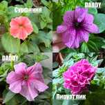 Петуния, сурфиния, петуния махровая