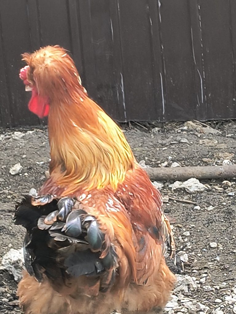 Продам красивого петуха