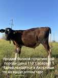Бычки голштинской породы