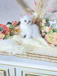 Клубная кошечка скотиш страйт с документами срочно
