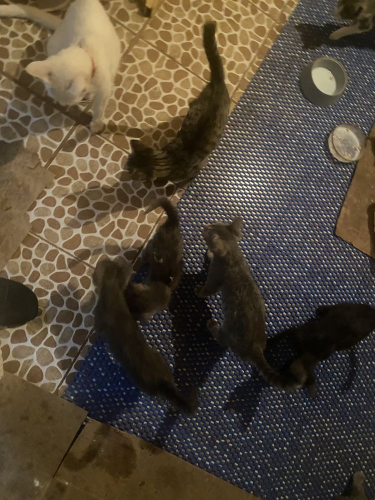 Отдам домашних котят в добрые руки