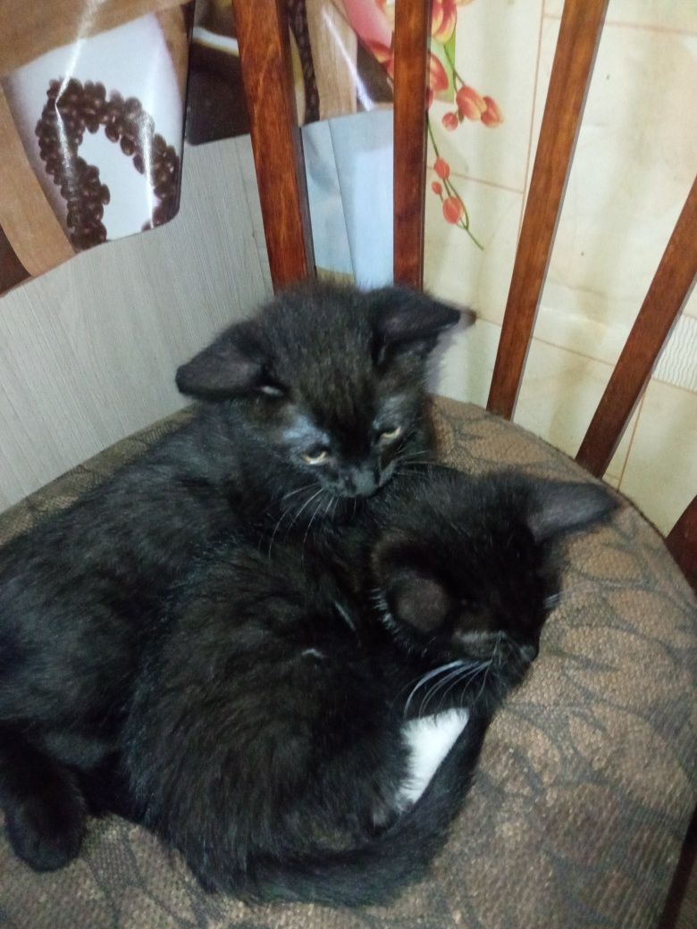 Котята в добрые руки
