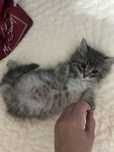 Котята ищут любящую семью !