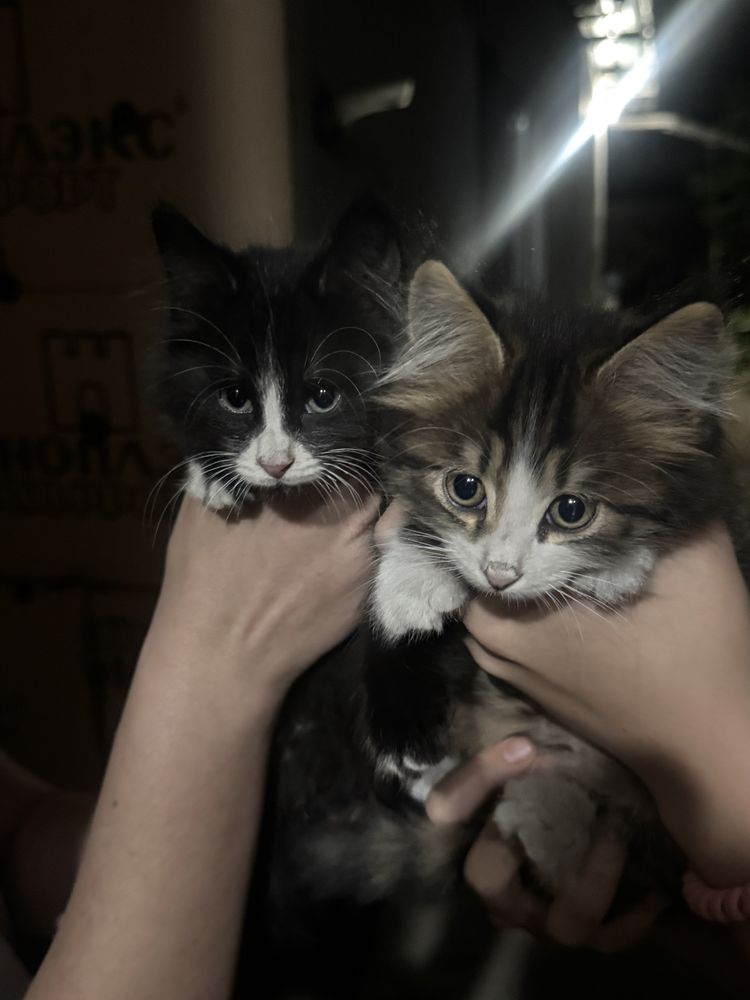 Котята девочки 3 месяца