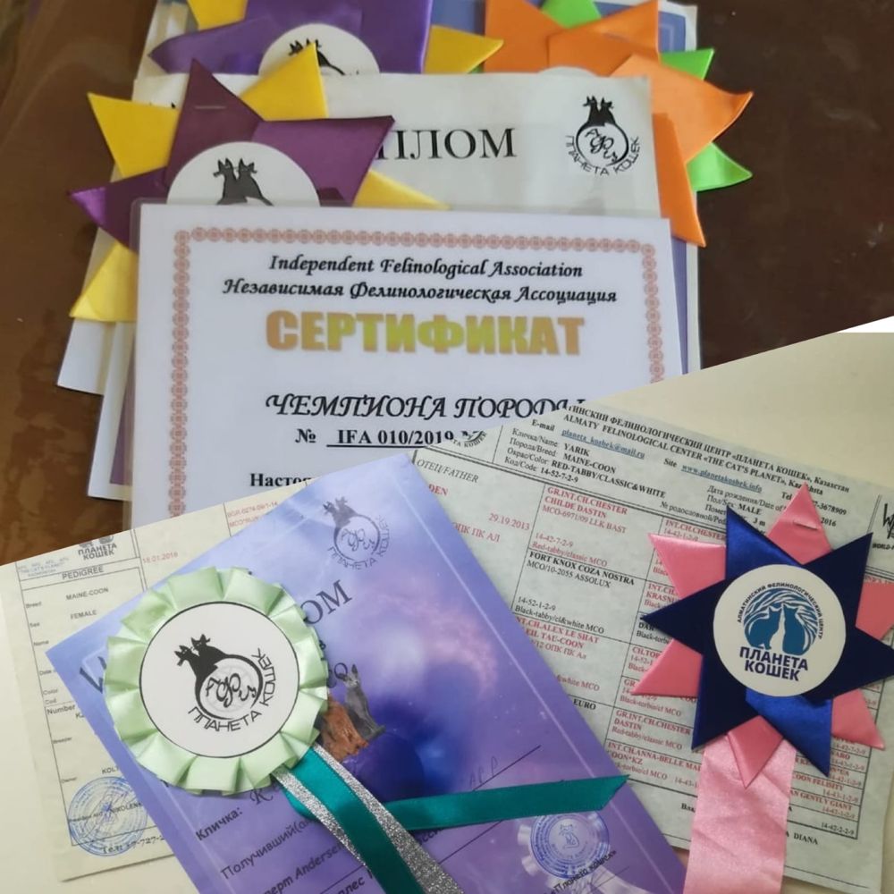 Котята мейнкун с родословными
