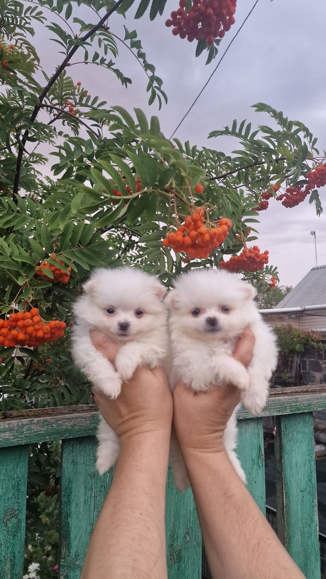 Продам белых щенков шпица