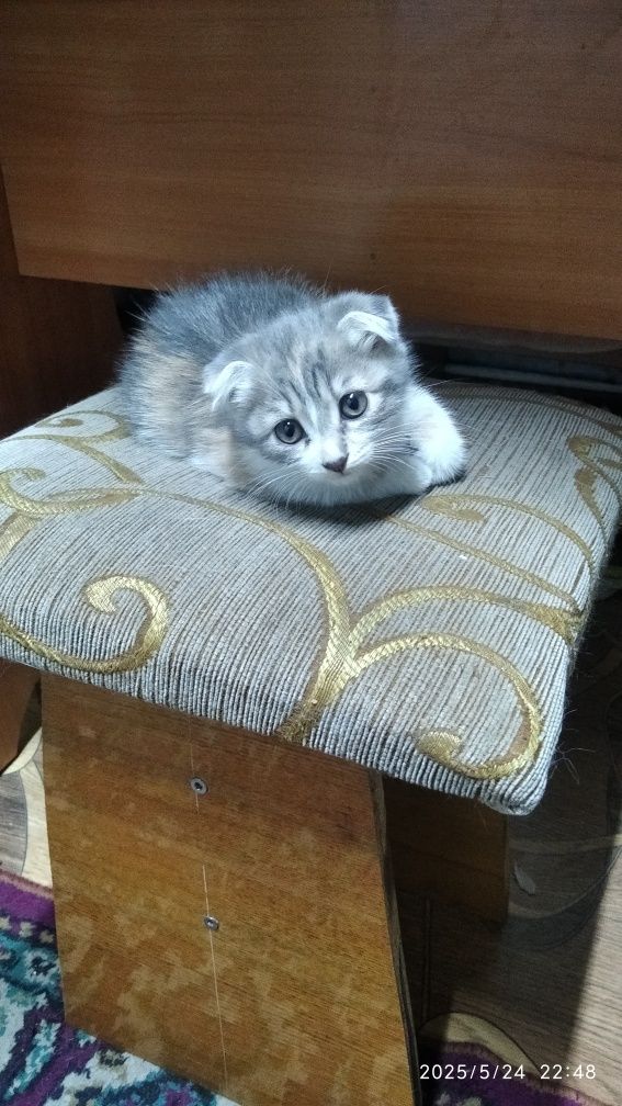 Продам отдам котёнка.