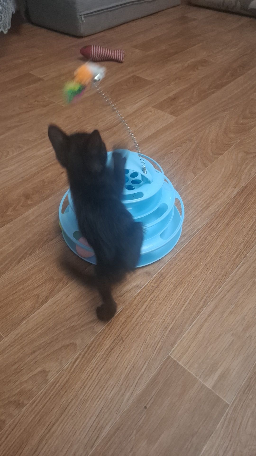 Котёнок в ответственные руки