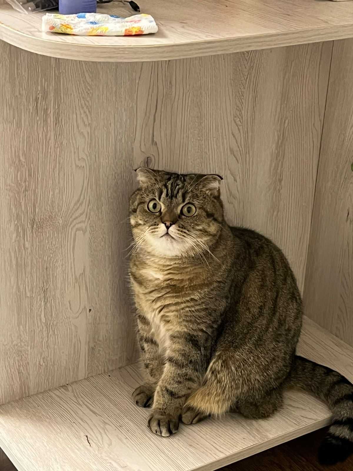 Отдам кота в добрые руки