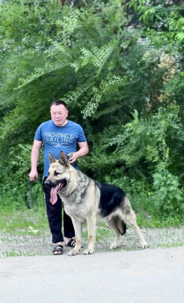 Щенки ВЕО с документами от очень крупной пары