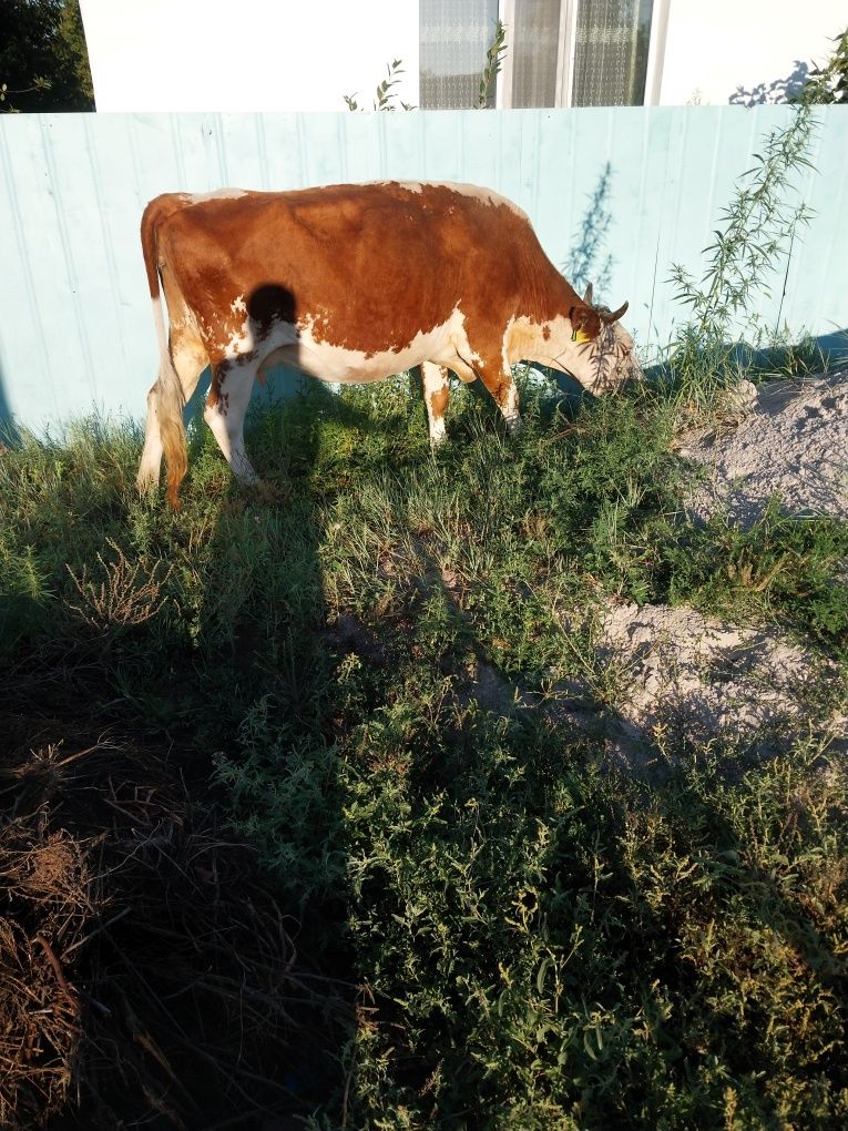 Продам бычка подсосного