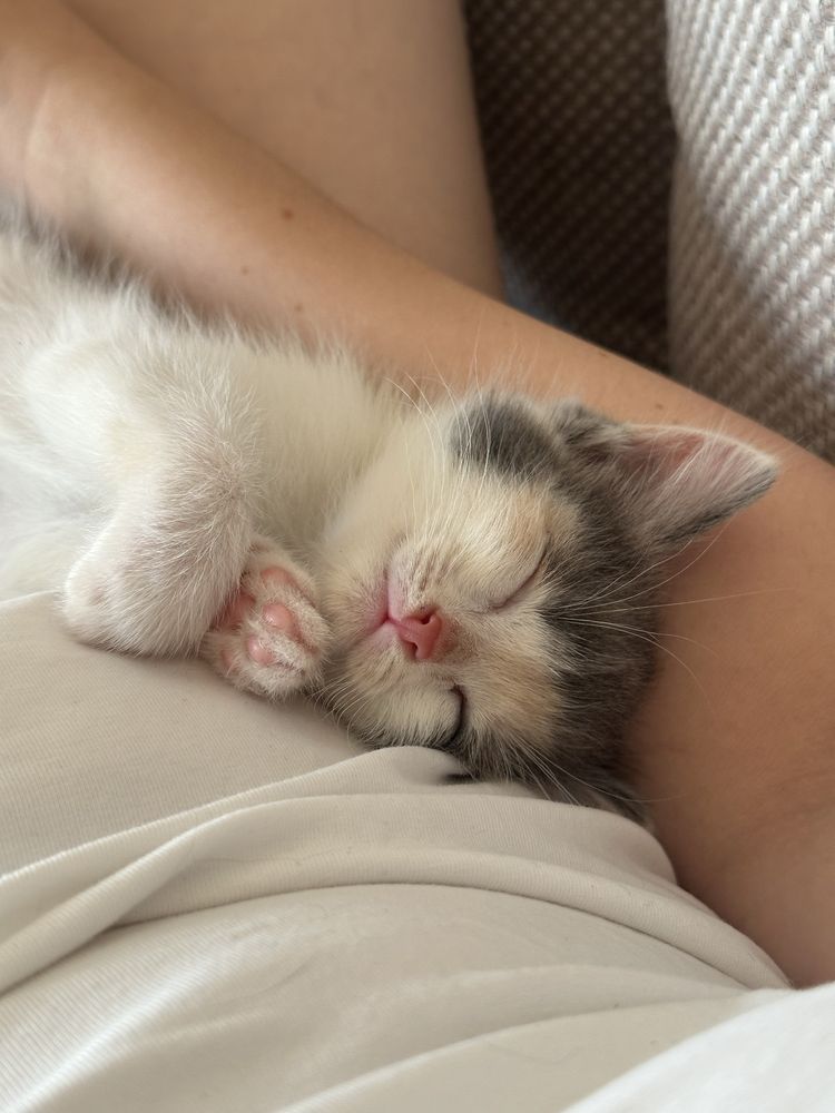 Котята в хорошие руки