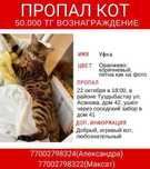 ПРОПАЛ КОТ породы бенгал