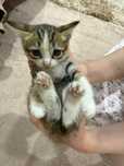 Отдам котят в хорошие руки
