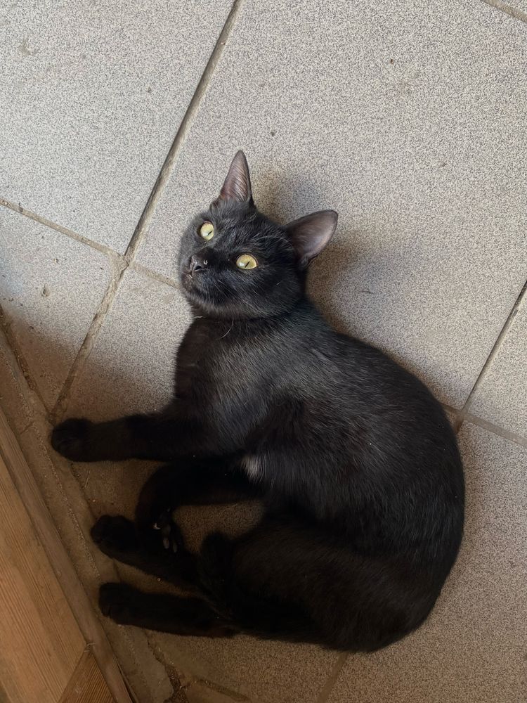 Кошечка,девочка,молодая