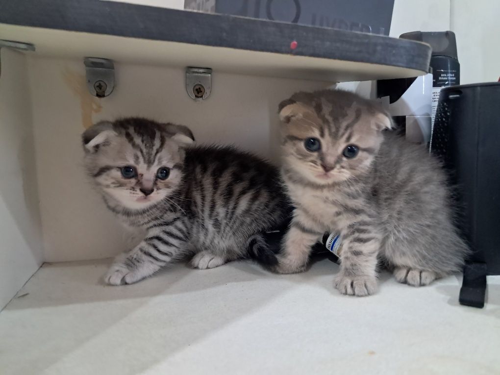 Продам вислоухих котят! Кушают уже сами, приучены к лотку