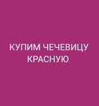 Чечевица красная
