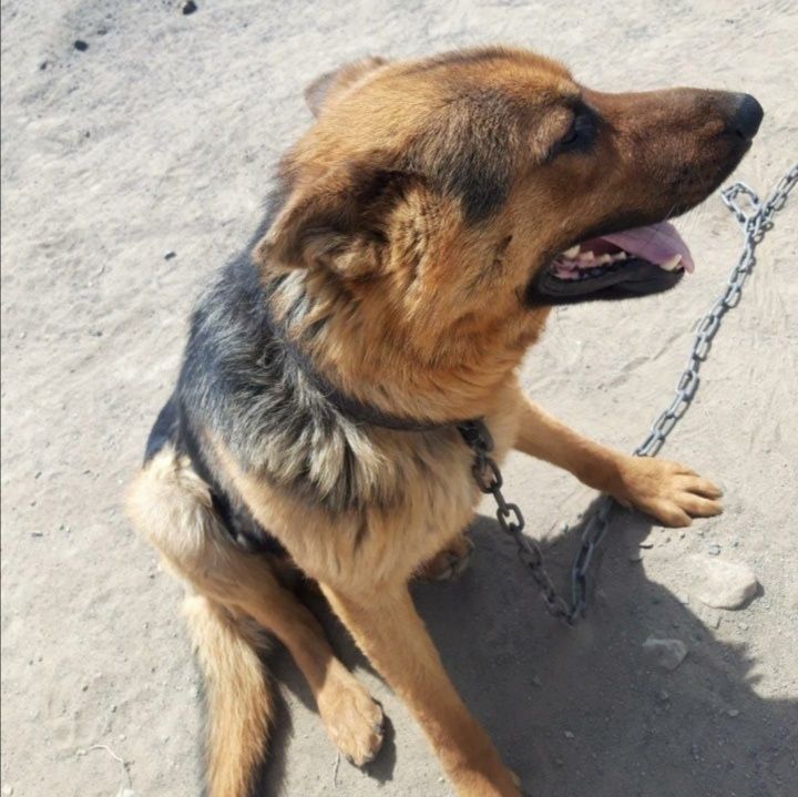 Пропал пёс немец