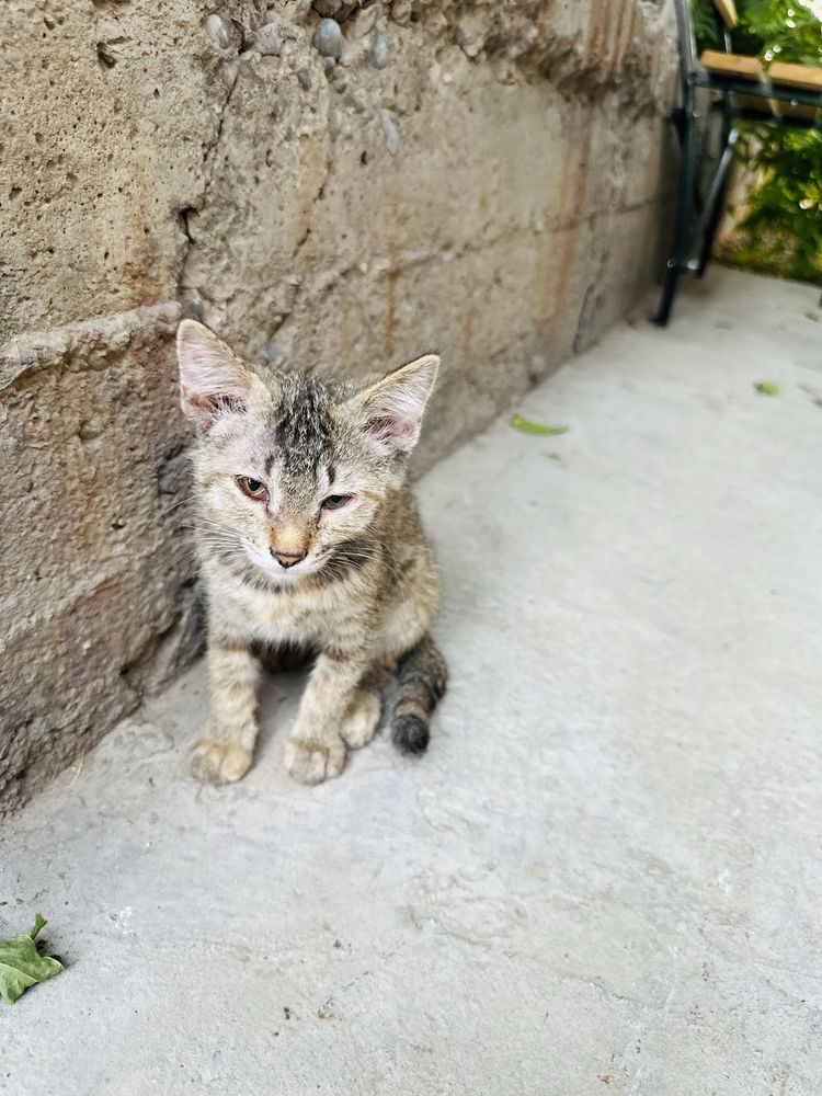 Отдам котят в добрые ручки