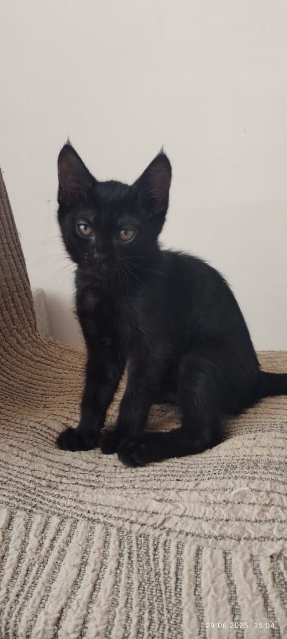 Котята вислоухие  2 месяца.