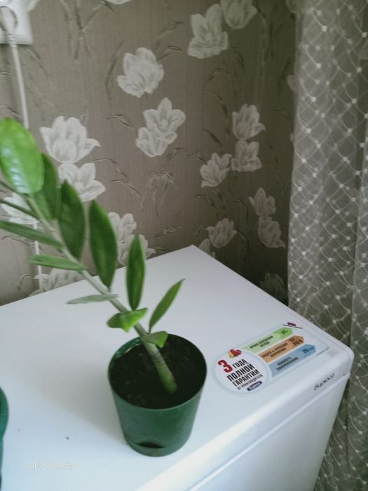 Продам замиокулькас