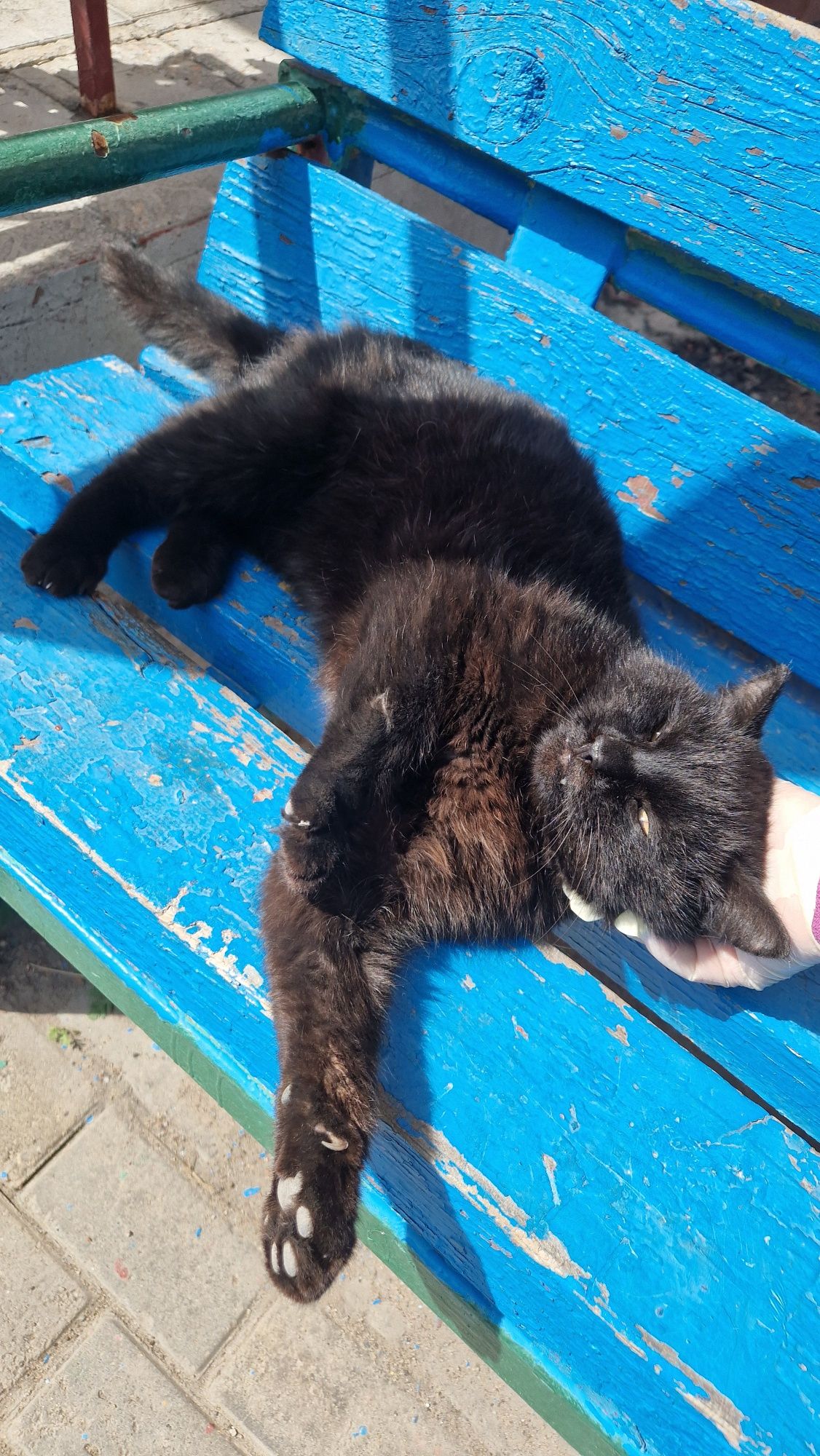 Кастрированный котик в добрые руки