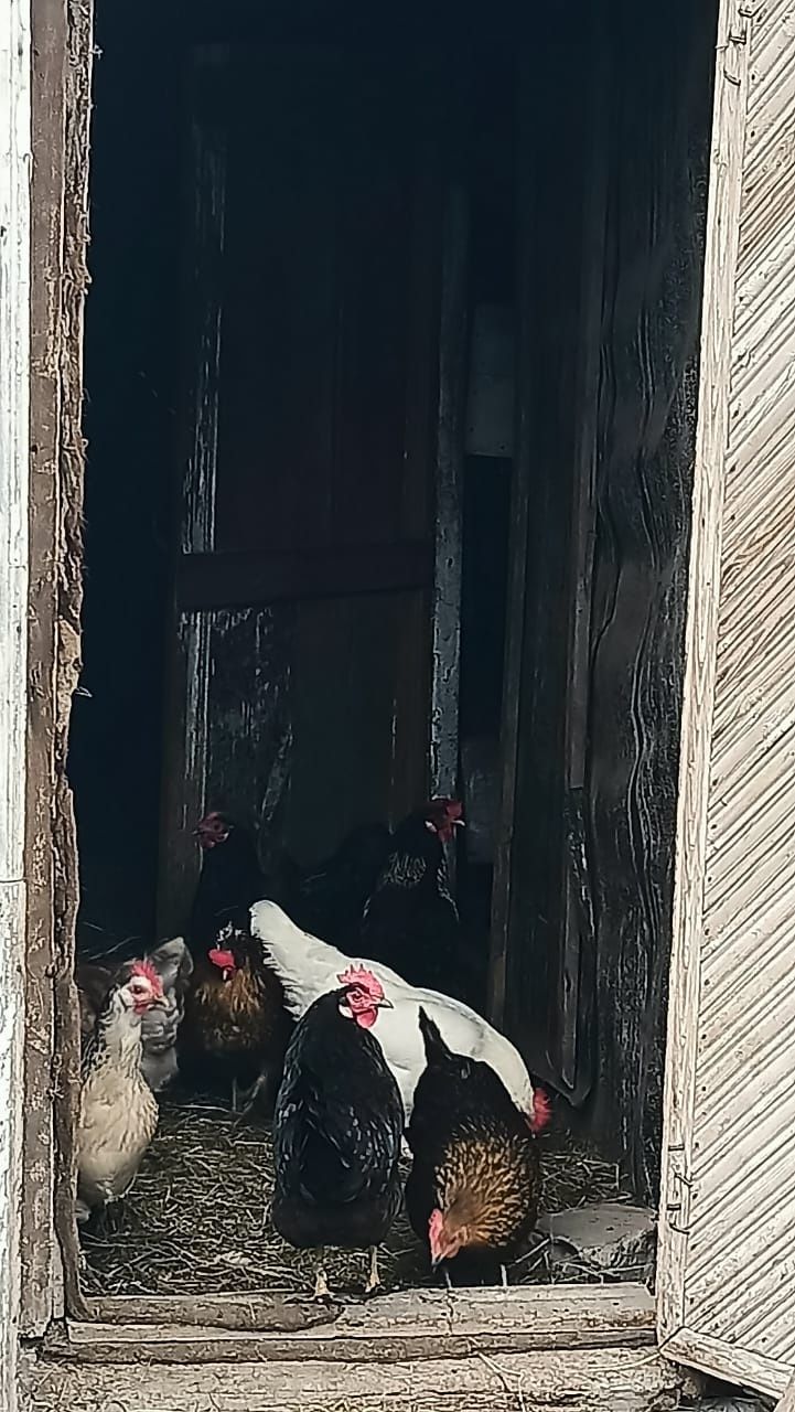 Продам дом в живописной местности