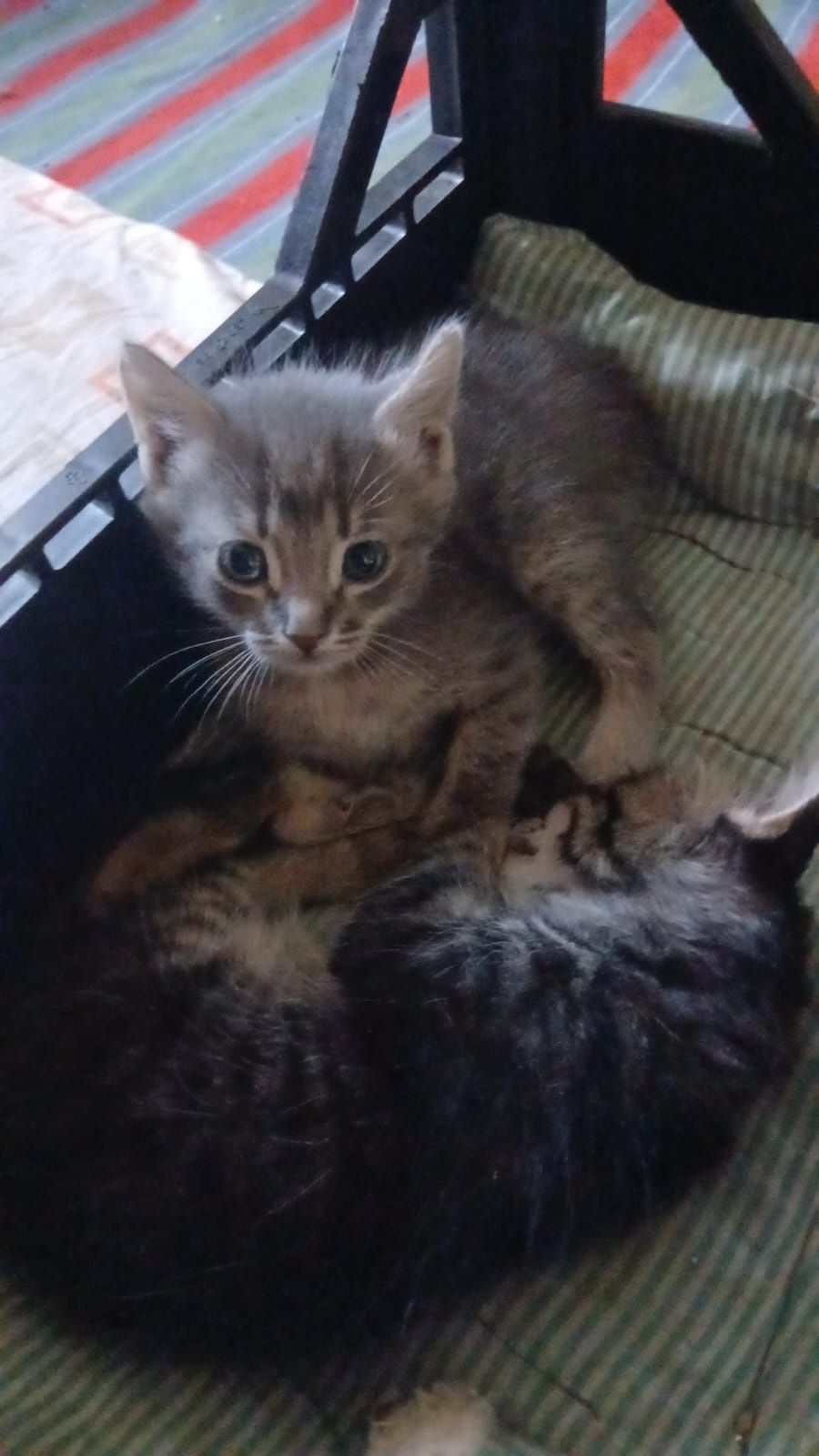 Котята в хорошие руки